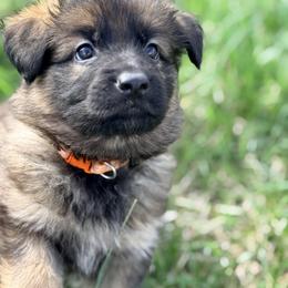 Macaroni - Sable female German Shepherd puppy in Corning, Ohio from Chapel Hill Shepherds