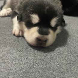 Alaskan Malamute Puppies from Fawn River Malamutes