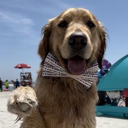 Scout - Golden male Golden Retriever puppy in Duncan, South Carolina from Golden Retrievers of South Carolina
