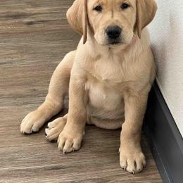 Labrador Retriever Puppies from Branley's Riverside Labradors