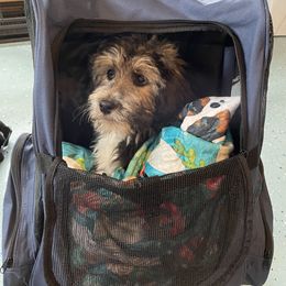 Aussiedoodle, Australian Shepherd, and Miniature Australian Shepherd Puppies from Bline's Awesome Aussies CA