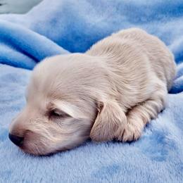 1 Little Joe - Cream male Dachshund puppy in Visalia, California from DachGraston Dachshunds