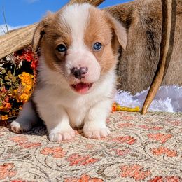 John McClain - Red and white male American Corgi puppy in Shawnee, Oklahoma from Sunray Ranch
