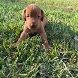 Girl 3 - Golden rust female Vizsla puppy in Blythewood, South Carolina from Mickle Farm Vizslas