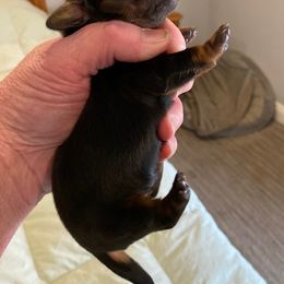 Dachshund Puppies from Aviator's Dachshunds