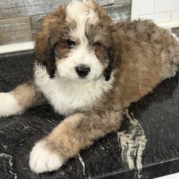 Hudson - Brown and white male Bernedoodle puppy in Phelan, California from PuppyPaws4U