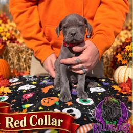 Germanicus- Red Collar - Gray male Cane Corso puppy in Stilwell, Oklahoma from Killing Joke Kennels