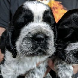 English Springer Spaniels from Log Cabin Springers