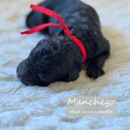 Manchego - Black male Goldendoodle puppy in Snohomish, Washington from Doodles of Snohomish