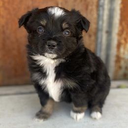 Toy Australian Shepherds from West Coast Toy Aussies