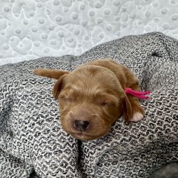 Cavapoo and Havapoo Puppies from Meadowlark Doodles