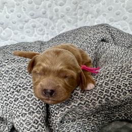 Cavapoo and Havapoo Puppies from Meadowlark Doodles