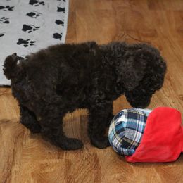 Poodle Puppies from RK'S Pets