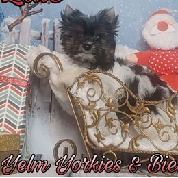 Zale - Black tan and white Biewer Terrier puppy in Yelm, Washington from Yelm Biewers