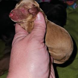 Boy 3c - Cream male Dachshund puppy in Lansing, Michigan from Black Thunder 517 Dachshunds and frenchies