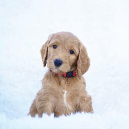 Jax - Red  male Goldendoodle puppy in Spokane, Washington from Puppy Love