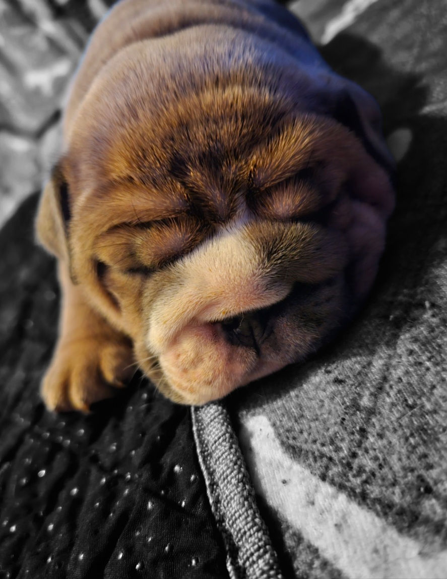 "Carnage x Paczki Summer 2023 litter" Bulldog Puppies from Illinois Bullies Kennel