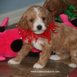 Cockapoo Puppies from Cute Cockapoos