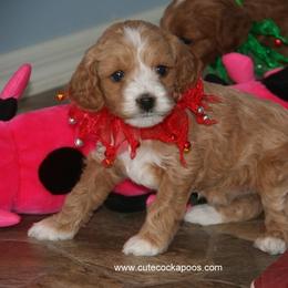 Cockapoo Puppies from Cute Cockapoos