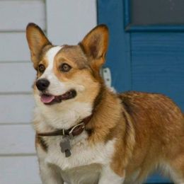Emmy - Pembroke Welsh Corgi