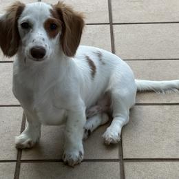 Dachshund puppies from Star Catcher Pups