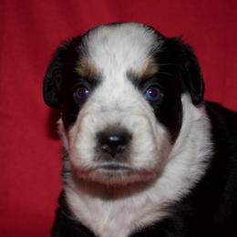 Boots - Black tri male Miniature American Shepherd puppy in Godley, Texas from Bradley Kennels