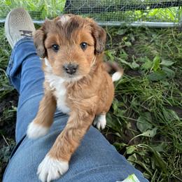 Sable boy more white - Sable male Aussiedoodle puppy in Hillsboro, Illinois from Shoal Creek Puppies