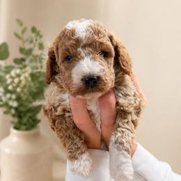 Boy 3 - Red  male Goldendoodle puppy in Sacramento, Utah from Little legacy doodles