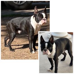 Zeppelin - Boston Terrier