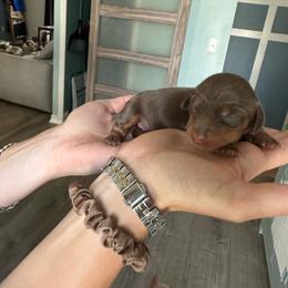 Mia - Chocolate and tan female Dachshund puppy in Tampa, Florida from Crosbys Doxies
