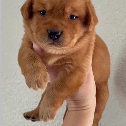 Orange Blossom - Yellow female Labrador Retriever puppy in Morriston, Florida from Penny Lane Labradors