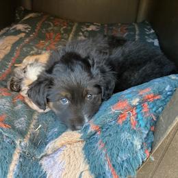 Coal - Black tri male Miniature Australian Shepherd puppy in North Lakeport, California from Wild Rose Ranch