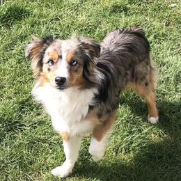 Miniature Australian Shepherds and Toy Australian Shepherds from T’s Mini and Toy Aussies