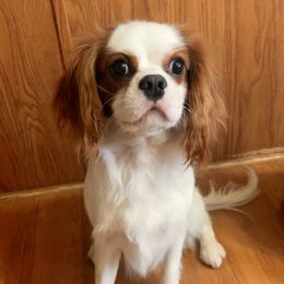 Boba - Cavalier King Charles Spaniel