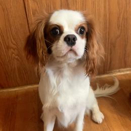 Boba - Cavalier King Charles Spaniel