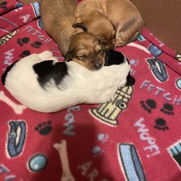 Dachshund puppies from Shelly Jo’s Dachshunds