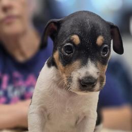 Boy 1 - White black and tan male Rat Terrier puppy in Divide, Colorado from Outlaw Farm and Kennel