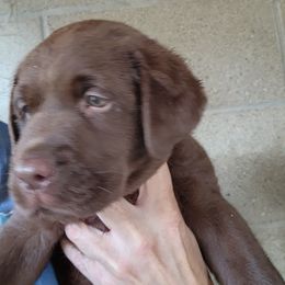 Boy 3 - Chocolate male Labrador Retriever puppy in Dartmouth, Massachusetts from Dolce Amore Labradors
