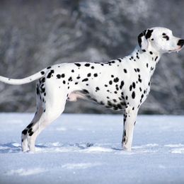 Dalmatian Puppies from ArmySoldier Dalmatians