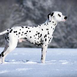Dalmatian Puppies from ArmySoldier Dalmatians