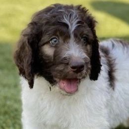 Goldendoodles from Bishop Doodles