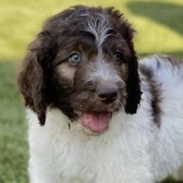 Goldendoodles from Bishop Doodles