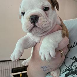 Royal blue - Red brindle and white male Bulldog puppy in Walhalla, South Carolina from Lowery's English Bulldogs
