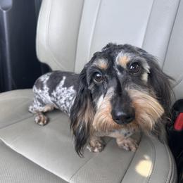 Goose - Dachshund