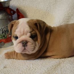 Girl 4 - Fawn and white female Bulldog puppy in Bradleyville, Missouri from HurstBulldogs