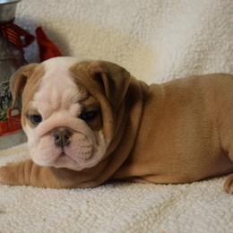 Girl 4 - Fawn and white female Bulldog puppy in Bradleyville, Missouri from HurstBulldogs