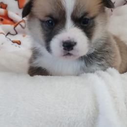 Pembroke Welsh Corgi Puppies from Amatskennel - Stubby Tails Ranch