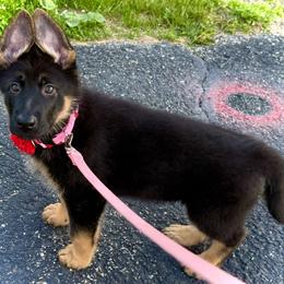 Rosie - Black and red female German Shepherd puppy in Yorkville, Illinois from Vom Archbold Haus World Class German Shepherds