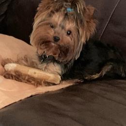 Yorkshire Terrier puppies from York Girl’s Pups