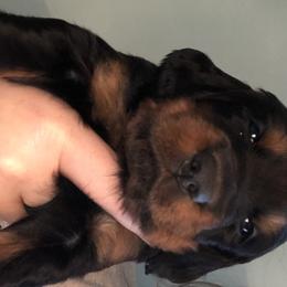 Girl 5 - Gordon Setter puppy in North Carolina from Hopper Grass Gordon Setters